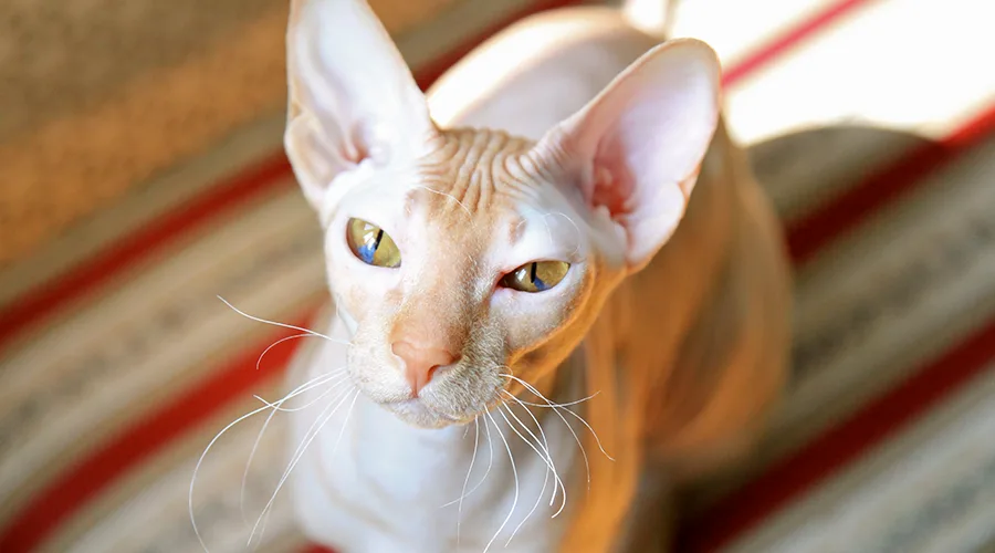 قط بيتربالد