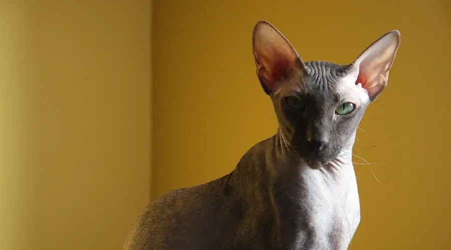 قط بيتربالد