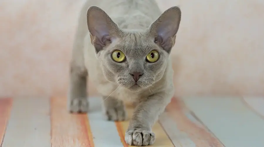 قط ديفون ريكس من القطط الرمادية