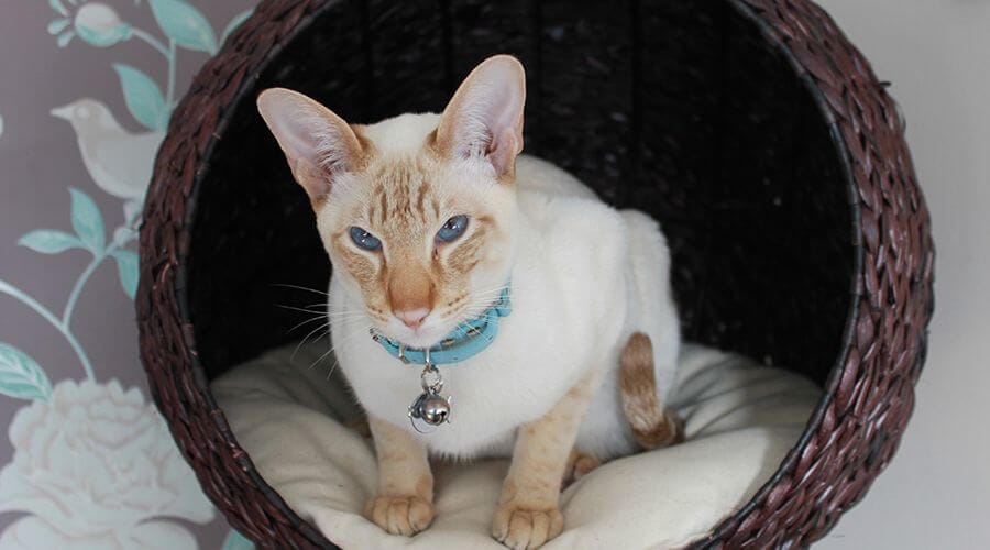 قط سامي سينامون بوينت