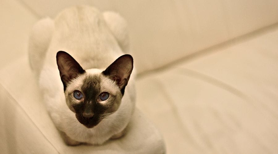 قط سيامي ذو نقطة شوكولاتة