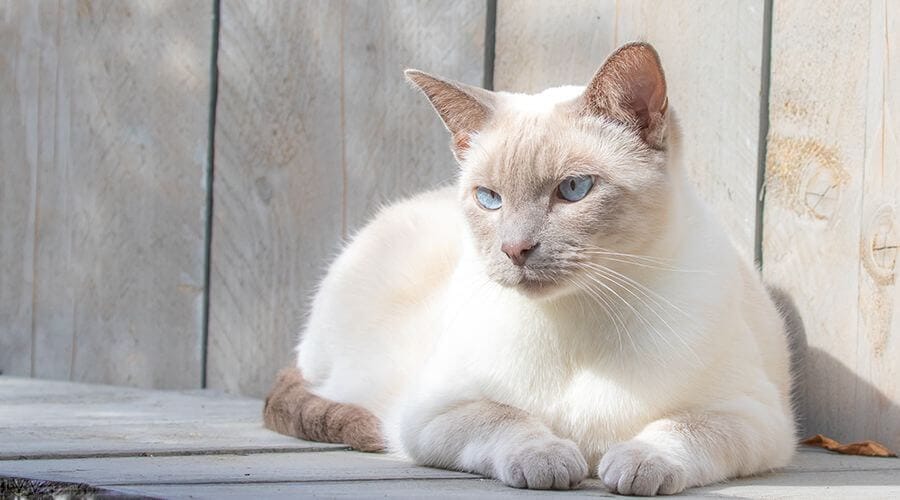 قط سيامي ذو نقطة ليلك