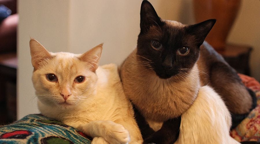 قط سيامي ريد بوينت