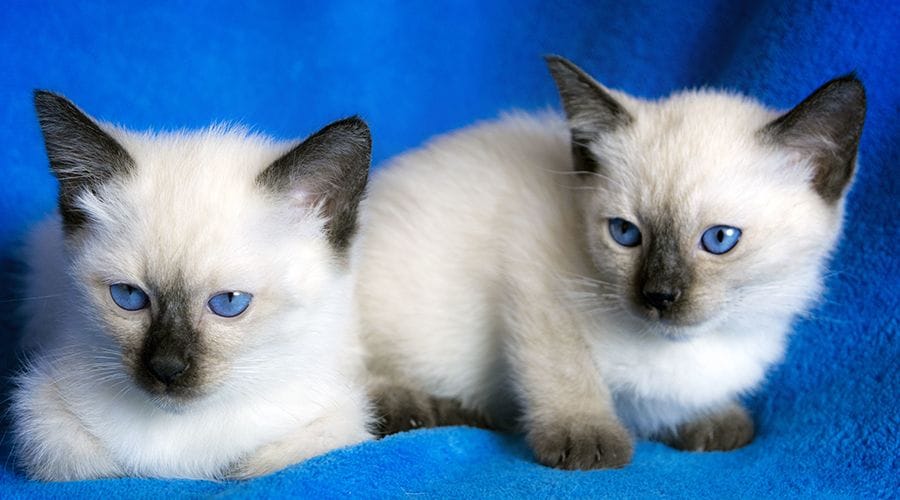 قط سيامي سيل بوينت