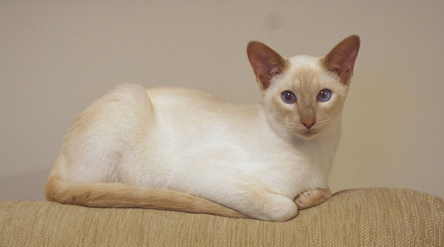 قط سيامي فون بوينت