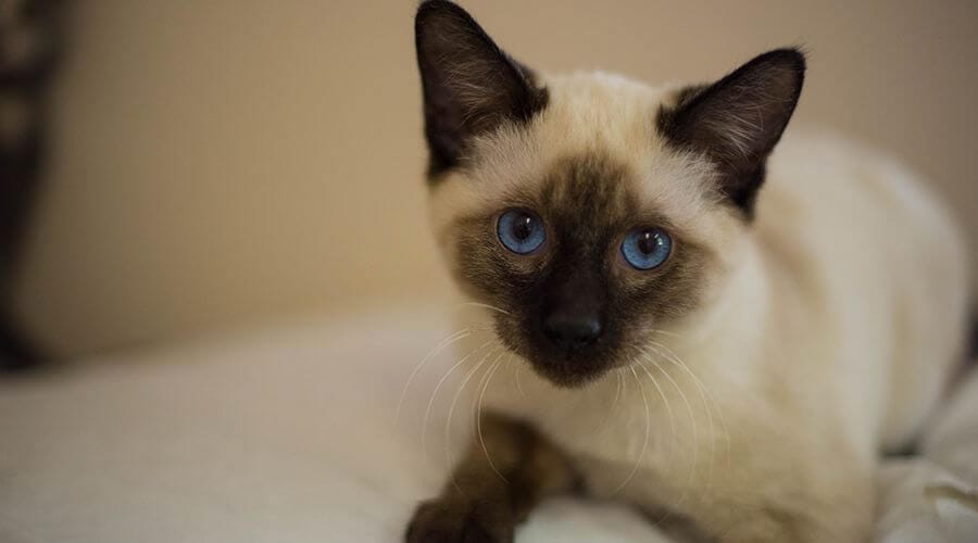 قط سيامي من الطراز القديم - أنواع القطط السيامي