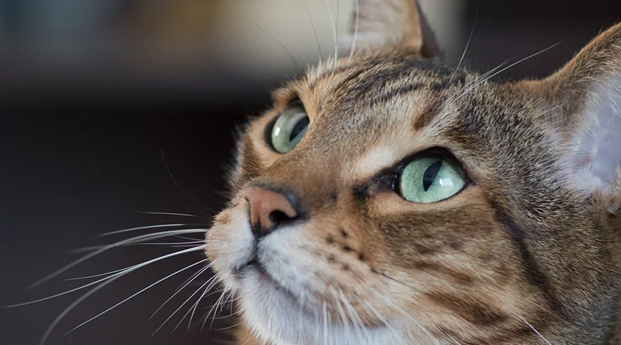 قط سيرينجيتي