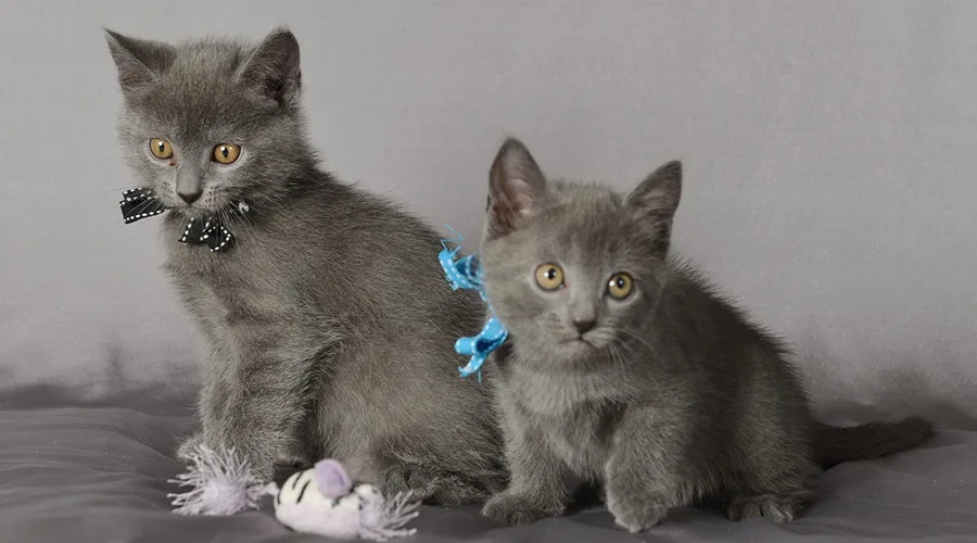 قط شارتروه صغير