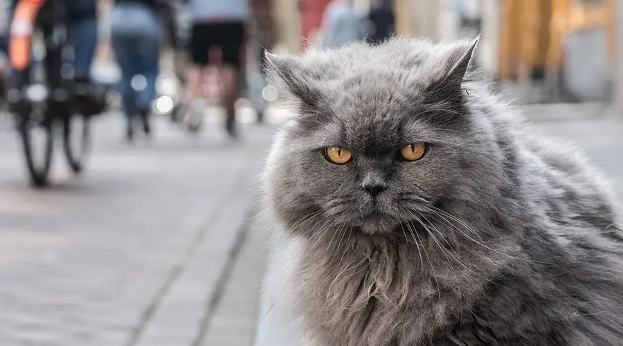 قط شيرازي رمادي