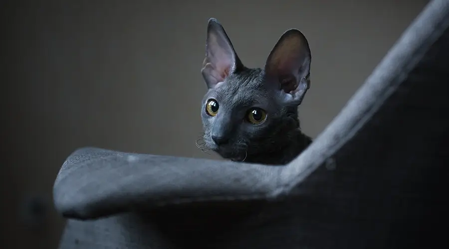 قط كورنيش ريكس