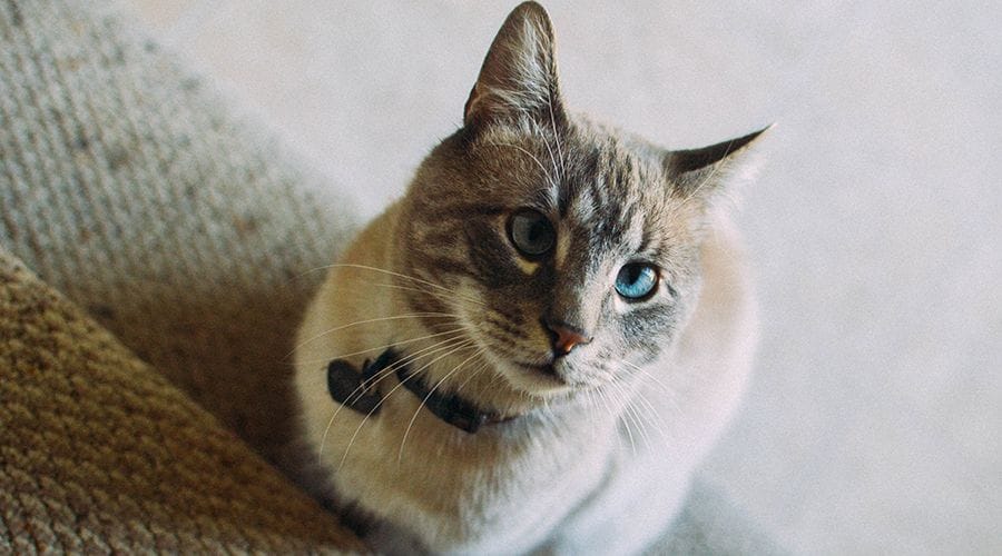 قط لينكس بوينت السيامي