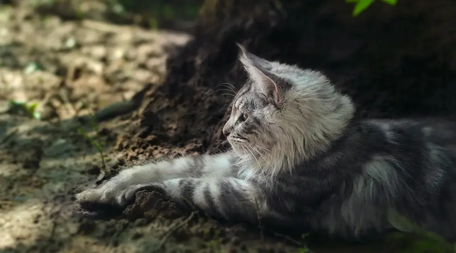 قط ماين كون