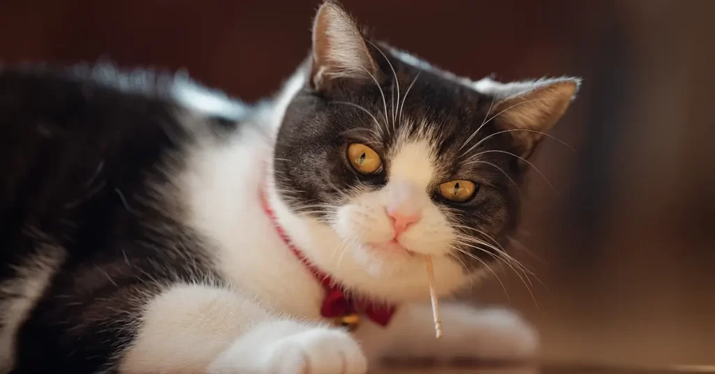 قط مونتشكين للبيع