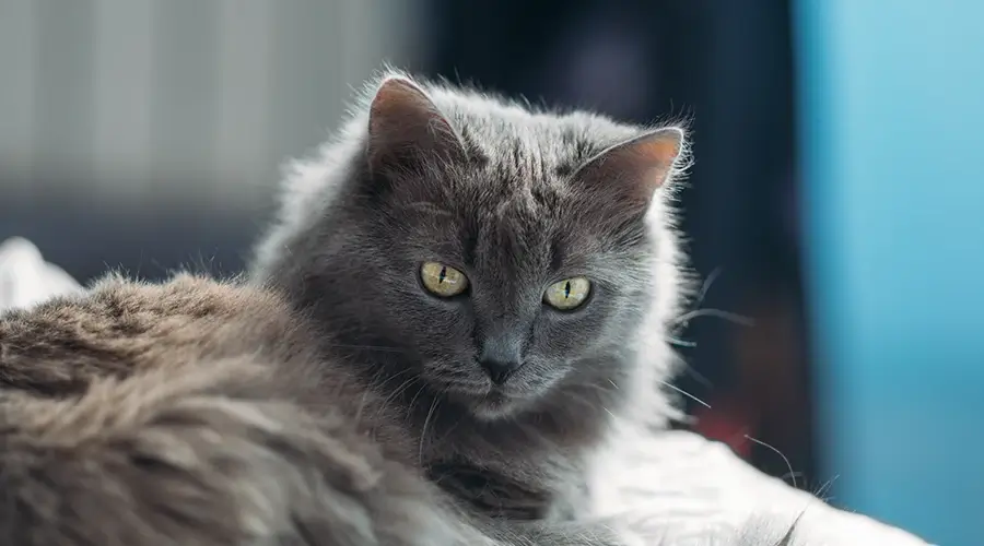 قط نيبيلونج