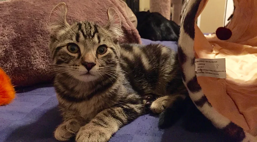 قط هايلاندر