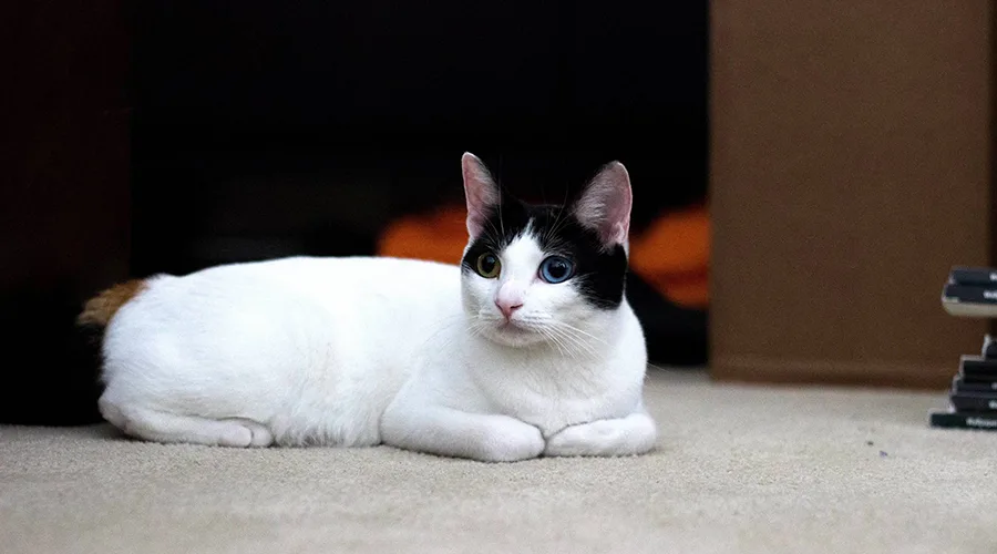 قط ياباني قصير الذيل