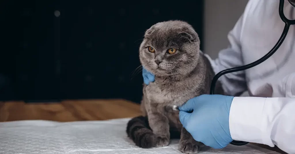 كيفية العناية بقط سكوتش فولد