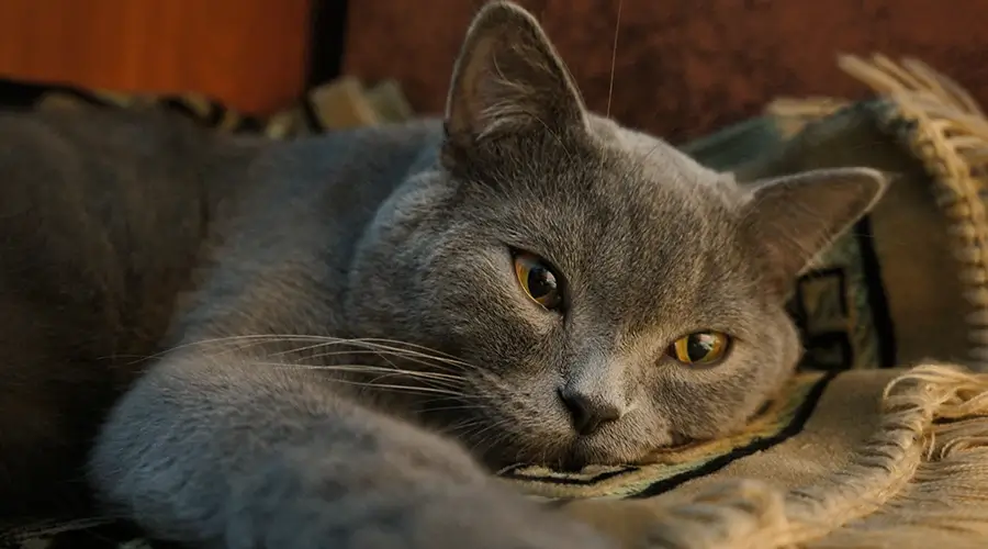 كيف تختار قط سكوتش ستريت؟