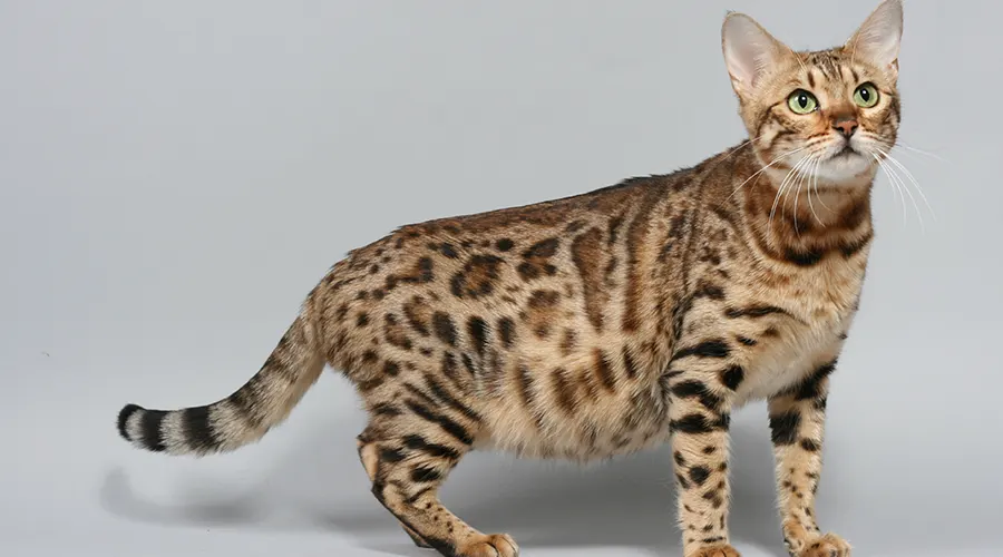 مدة حمل القطط