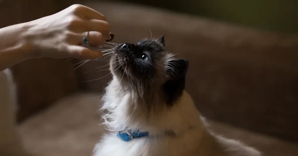 مميزات وعيوب قطط الهيمالايا