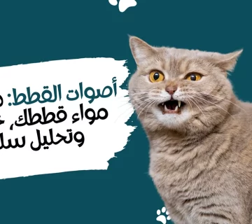 أصوات القطط دليل لفهم مواء قططك، خرخرتها، وتحليل سلوكها