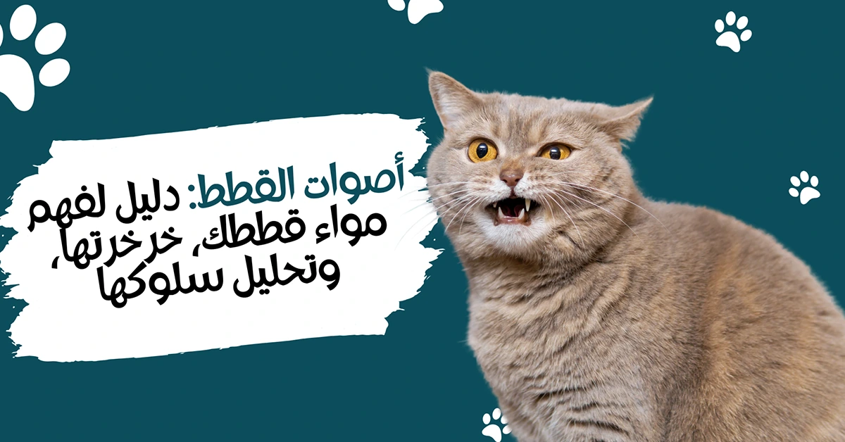 أصوات القطط دليل لفهم مواء قططك، خرخرتها، وتحليل سلوكها
