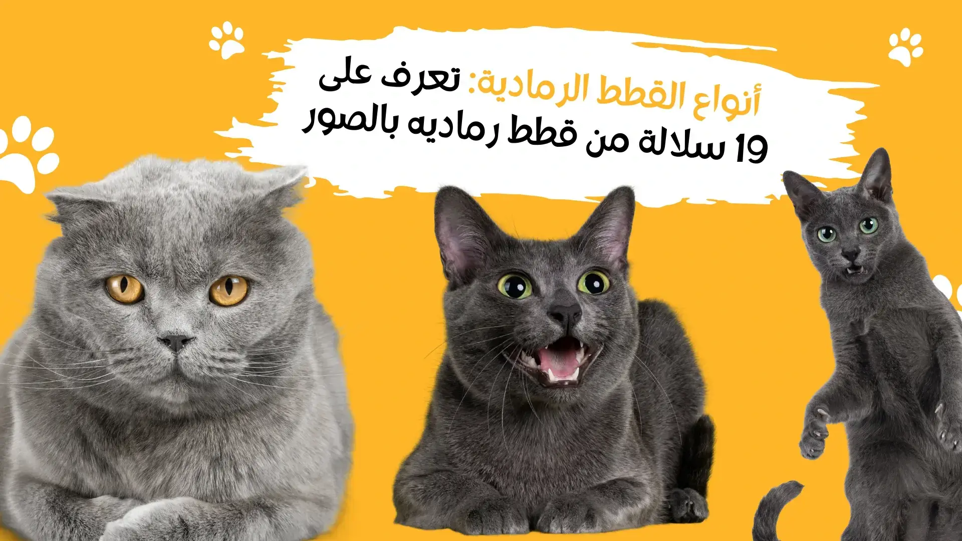 أنواع القطط الرمادية تعرف على 19 سلالة من قطط رماديه بالصور