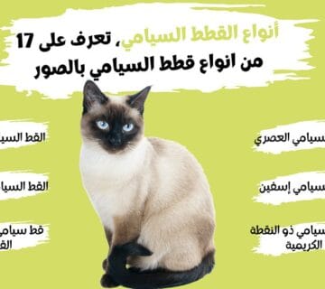 أنواع القطط السيامي، تعرف على 17 من انواع قطط السيامي بالصور