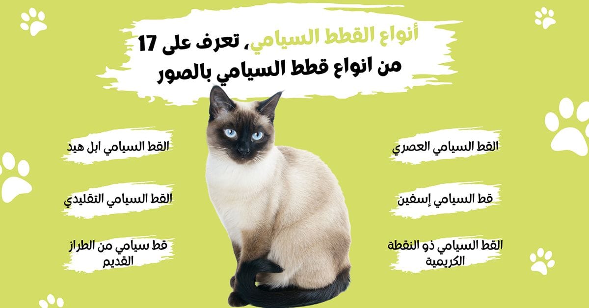 أنواع القطط السيامي، تعرف على 17 من انواع قطط السيامي بالصور