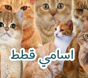 اسامي قطط جديدة ومميزة تناسب الذكور والاناث