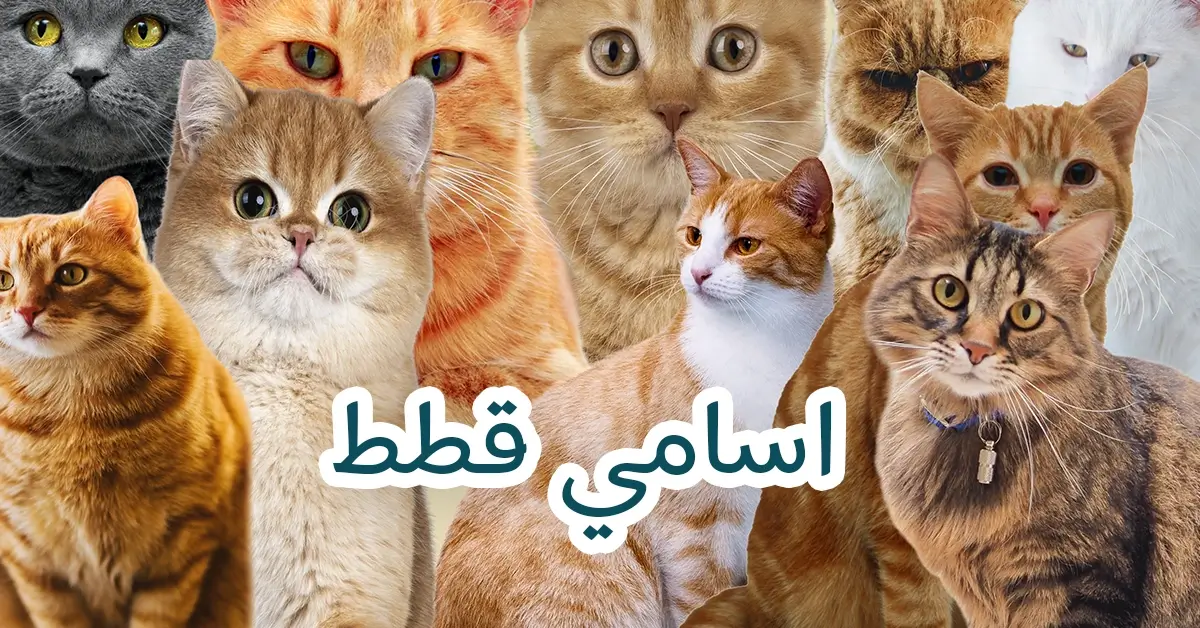 اسامي قطط جديدة ومميزة تناسب الذكور والاناث