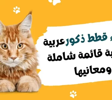 اسماء قطط ذكور عربية وأجنبية | قائمة شاملة ومعانيها