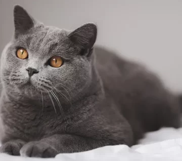 القط البريطاني دليل شامل للأنواع، الألوان، الأسعار، والصفات