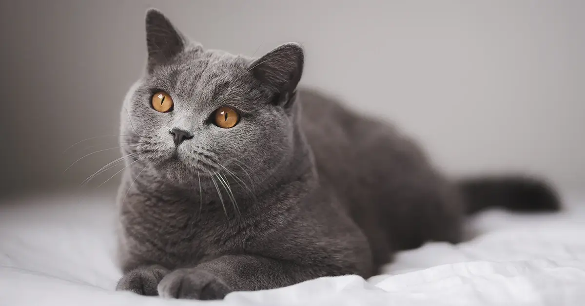 القط البريطاني دليل شامل للأنواع، الألوان، الأسعار، والصفات