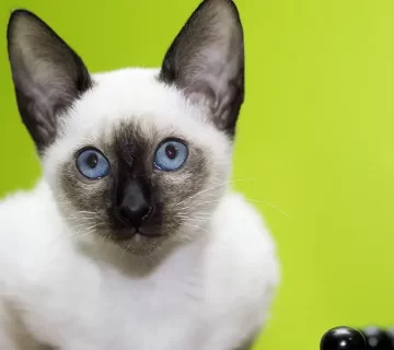 القط السيامي الأنواع، الألوان، الأسعار، وطريقة التربية