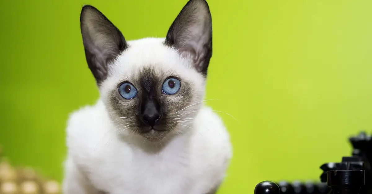 القط السيامي الأنواع، الألوان، الأسعار، وطريقة التربية