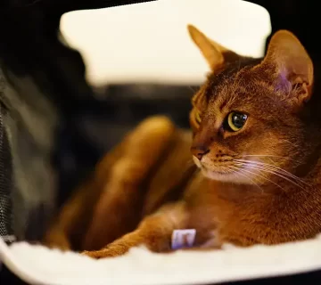 القط حبشي دليل شامل حول الصفات، الأسعار، والتربية