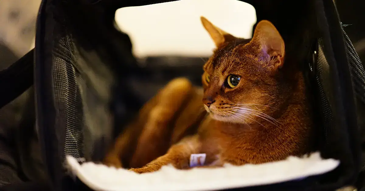 القط حبشي دليل شامل حول الصفات، الأسعار، والتربية