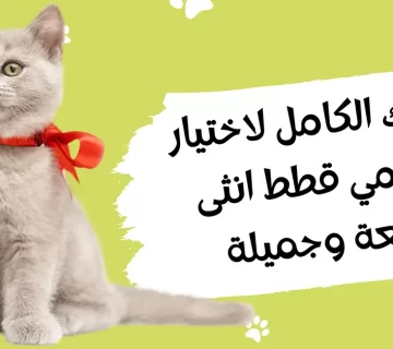 دليلك الكامل لاختيار اسامي قطط انثى رائعة وجميلة