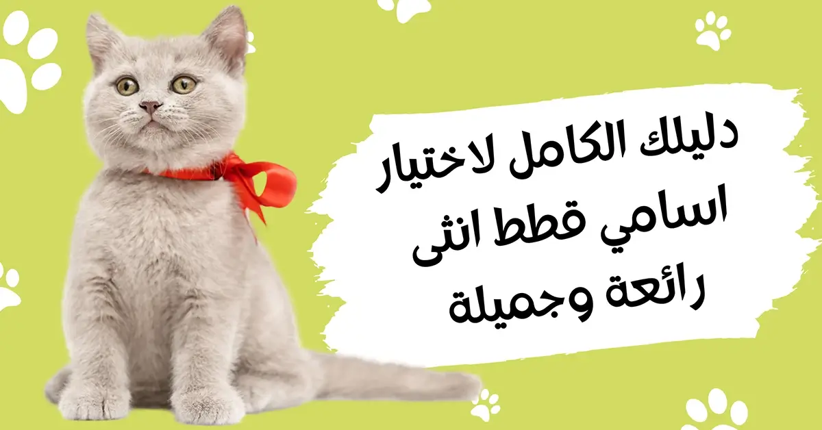 دليلك الكامل لاختيار اسامي قطط انثى رائعة وجميلة
