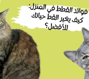 فوائد القطط في المنزل كيف يغير القط حياتك للأفضل؟