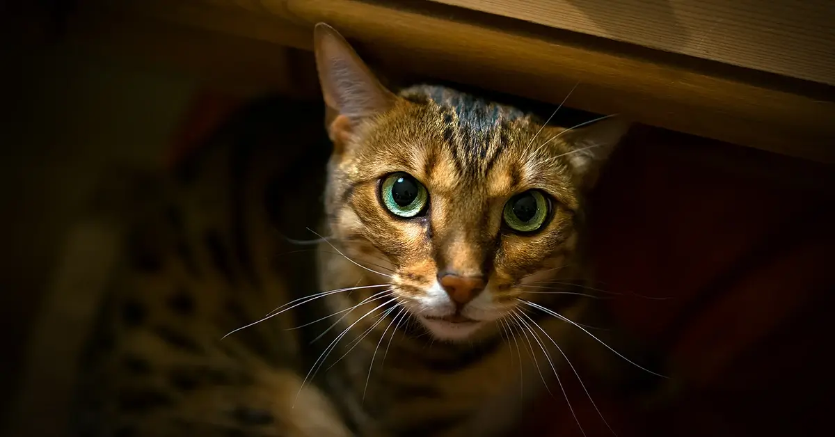 قط بنغال دليل شامل عن تربيته، سعره، وأماكن بيعه