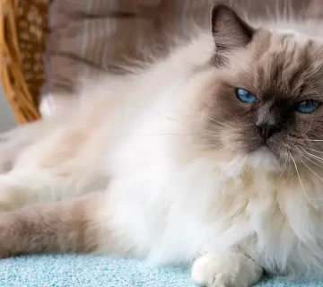 قط راغدول دليل شامل حول الصفات