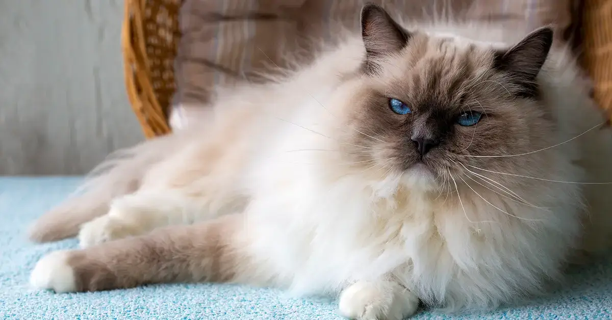 قط راغدول دليل شامل حول الصفات