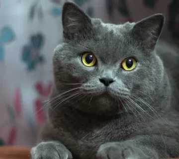 قط سكوتش ستريت الأنواع، الأسعار، والفرق مع قط سكوتش فولد