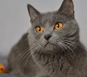 قط شارتروه الأسعار، الأنواع، وطرق العناية بالقط الفرنسي