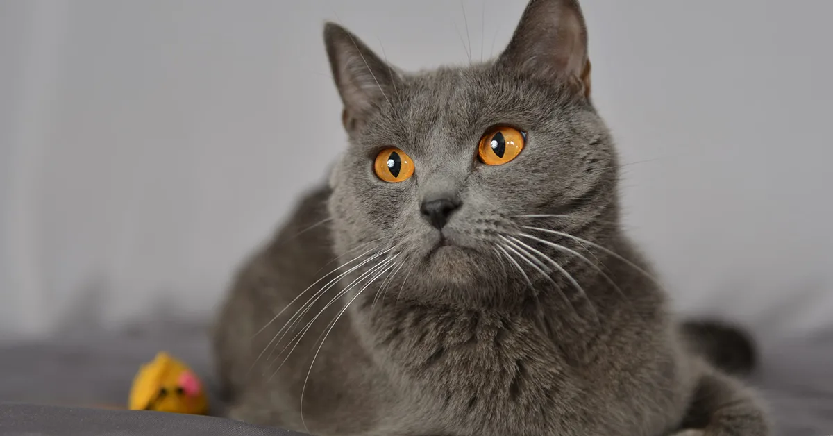 قط شارتروه الأسعار، الأنواع، وطرق العناية بالقط الفرنسي