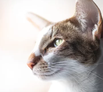 قط شرقي قصير الشعر دليل شامل عن تاريخه، خصائصه، والعناية به