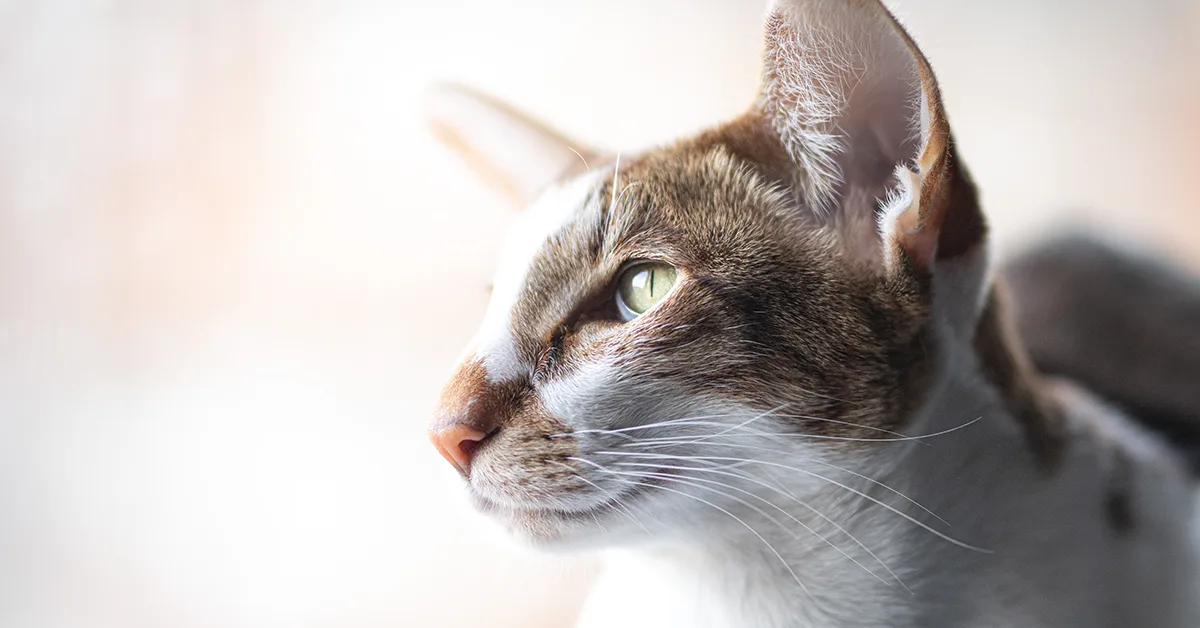 قط شرقي قصير الشعر دليل شامل عن تاريخه، خصائصه، والعناية به