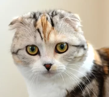 قط مونتشكين دليلك الشامل لشراء، تربية، وأسعار قطط مونتشكين